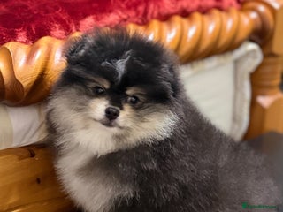 Pomeranian dogs Beautiful Pomeranian Puppies – Ready Now - Advert 1
