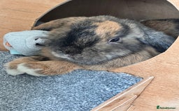 Mini Lop rabbits for sale: 🐇 Mini Lop Bunnies for Sale bought together 🐇 - Image 3