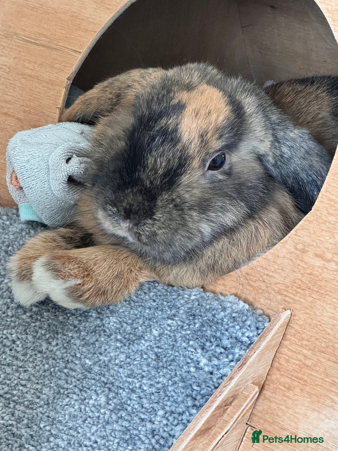 Mini Lop rabbits for sale: 🐇 Mini Lop Bunnies for Sale bought together 🐇 - Image 3