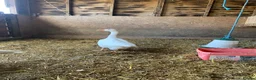 Geese poultry for sale: A pair of Emden geese  - Advert 4