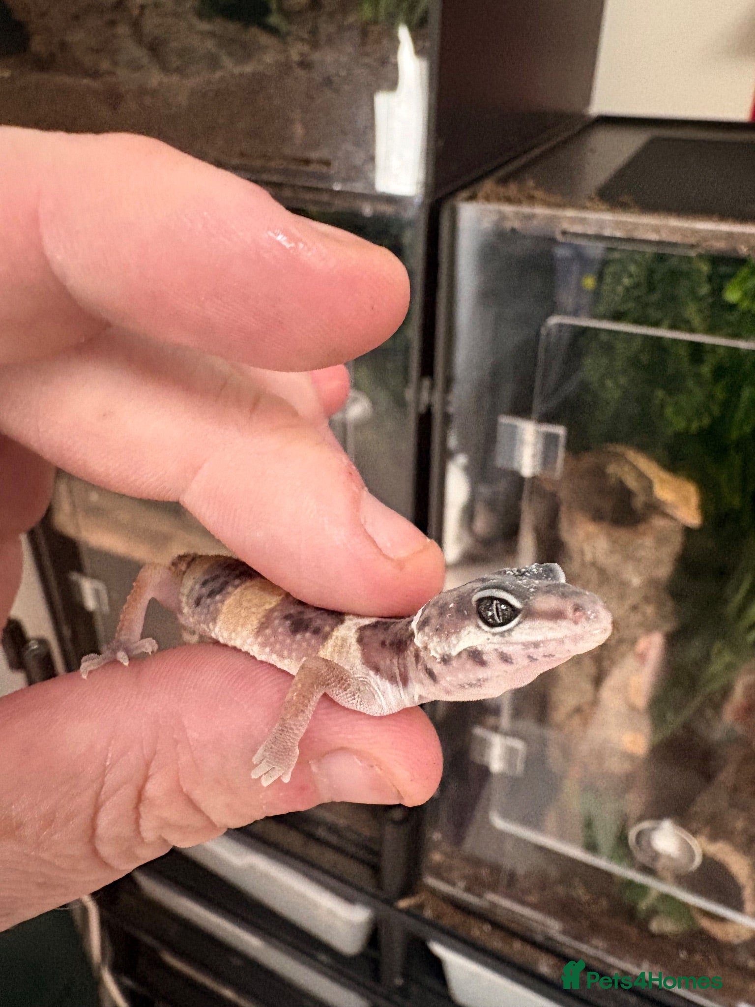 Leopard Gecko reptiles 9 week old leopard gecko babies  - Advert 1