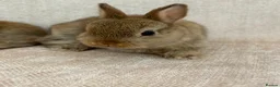 Netherland Dwarf rabbits for sale: Only 8 weeks old Beautiful Netherland Dwarfs - Advert 4