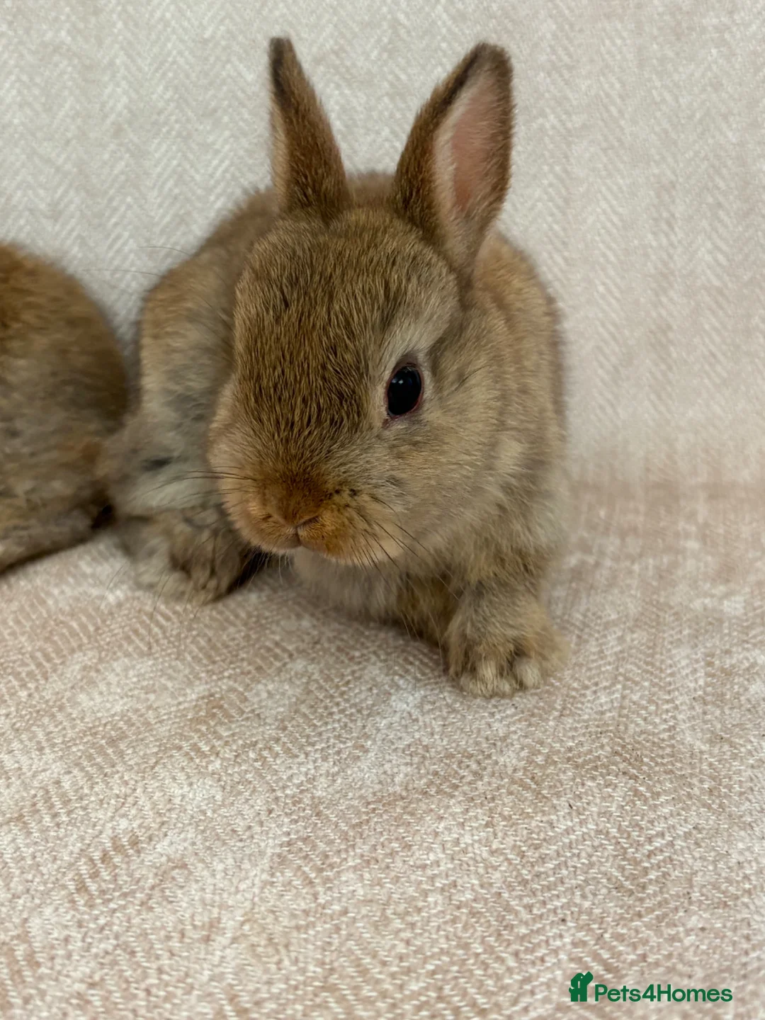Netherland Dwarf rabbits for sale: Only 8 weeks old Beautiful Netherland Dwarfs - Advert 4