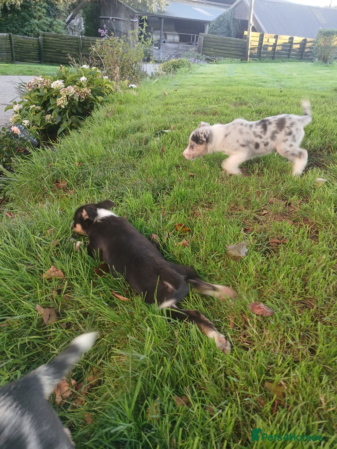 Border Collie dogs for sale: Beautiful merle and tri coloured collies  - Image 5