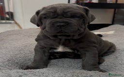 Mastiff dogs for sale: Mastiff puppies (Neapolitan) - Advert 3