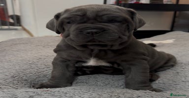 Mastiff dogs Mastiff puppies (Neapolitan) - Advert 16