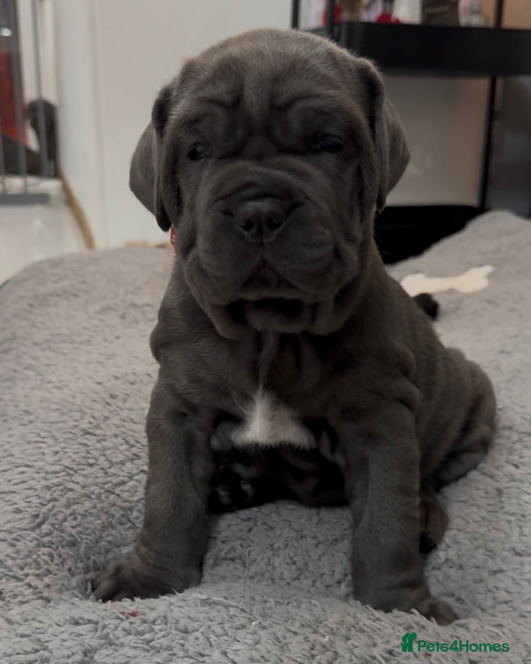 Mastiff dogs for sale: Mastiff puppies (Neapolitan) - Advert 3