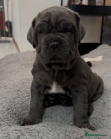 Mastiff dogs Mastiff puppies (Neapolitan) - Advert 3