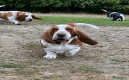 Basset Hound dogs for sale: Basset Hound Puppies - Image 5