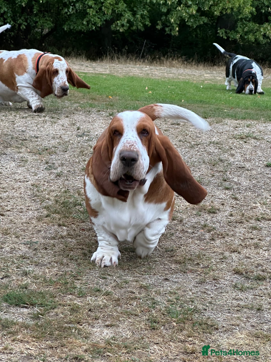 Basset Hound dogs for sale: Basset Hound Puppies - Image 5