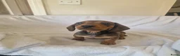 Miniature Dachshund dogs for sale: Beautiful miniature daschunds  - Advert 23