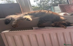 Domestic Shorthair cats for sale: 2 kittens for sale  - Image 3