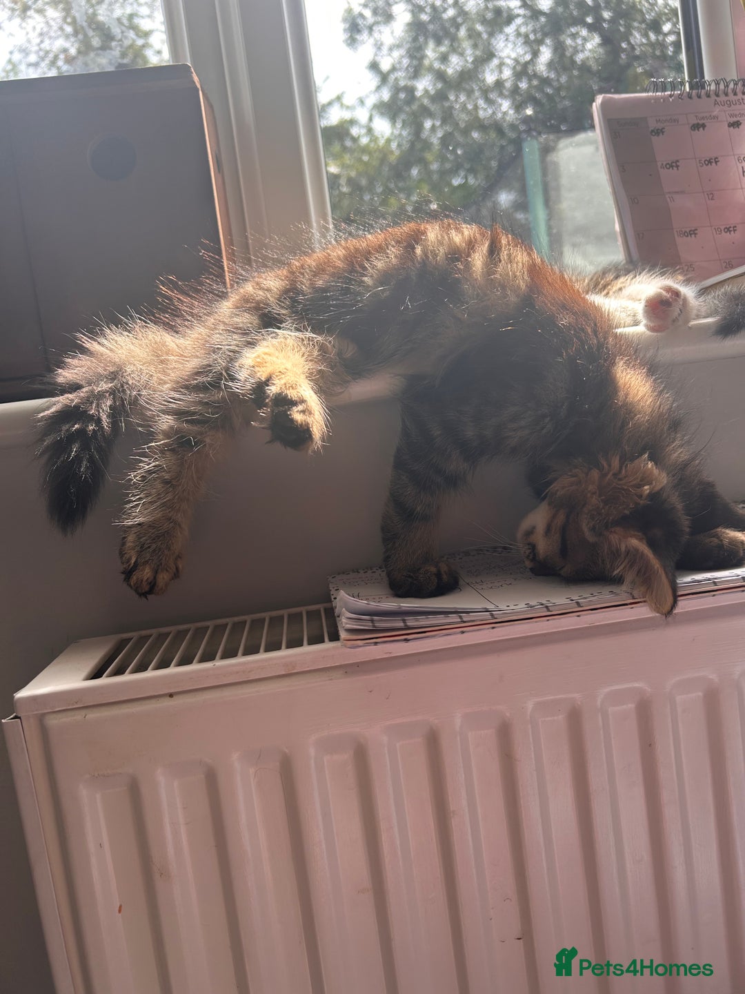 Domestic Shorthair cats for sale: 2 kittens for sale  - Image 3
