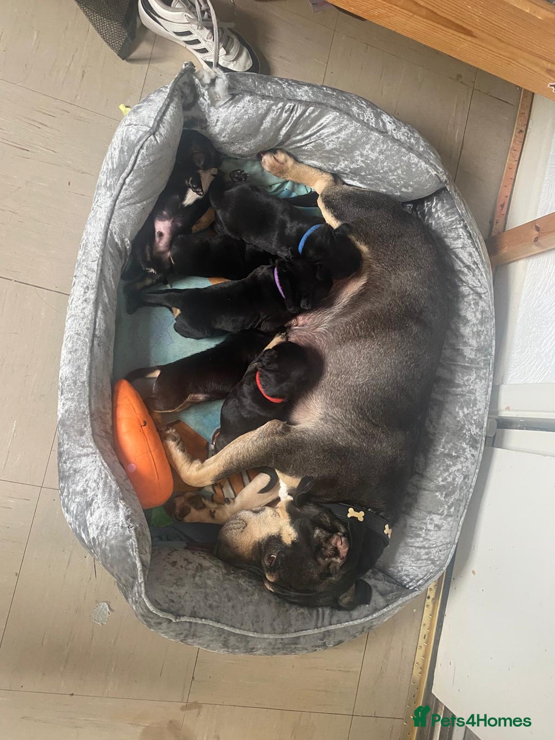 Mixed Breed dogs for sale: German shepherd/shar-pei and Staffy  - Image 3