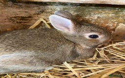 Netherland Dwarf rabbits for sale: Pure Netherland dwarf babies  - Image 10