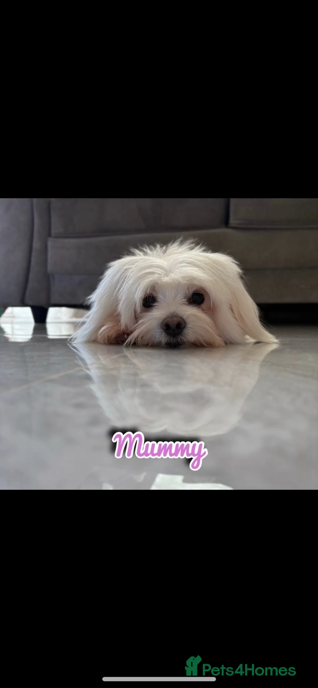 Maltipoo dogs for sale: 🐾Maltipoo puppy’s 🐾  - Advert 2