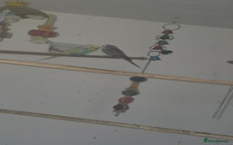 Budgerigars birds for sale: Budgies&cocktails  - Image 7