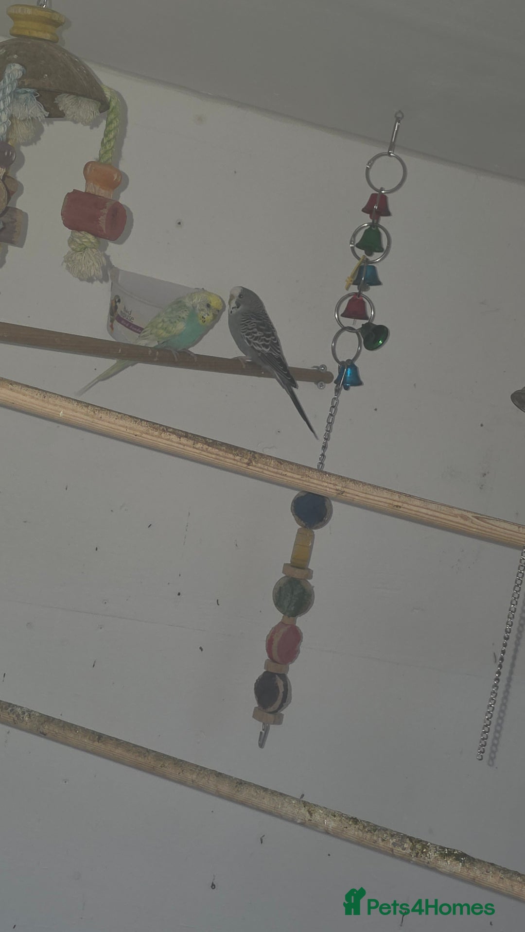 Budgerigars birds for sale: Budgies&cocktails  - Image 7