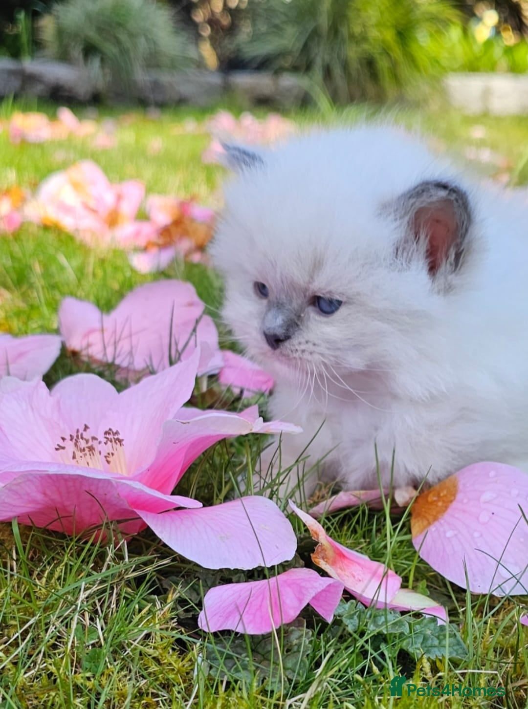 Ragdoll cats Ragdoll kittens  - Advert 12