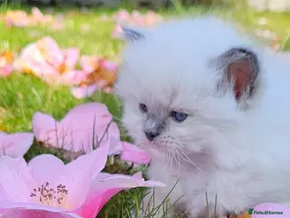 Ragdoll cats Ragdoll kittens - Advert 12