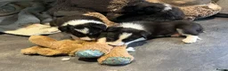 Border Collie dogs for sale: Beautiful border collie puppies  - Advert 1