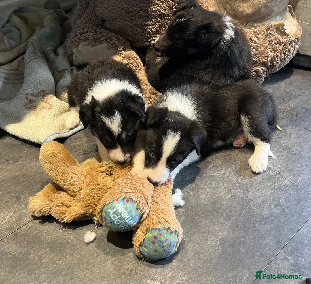 Border Collie dogs for sale: Beautiful border collie puppies  - Advert 1