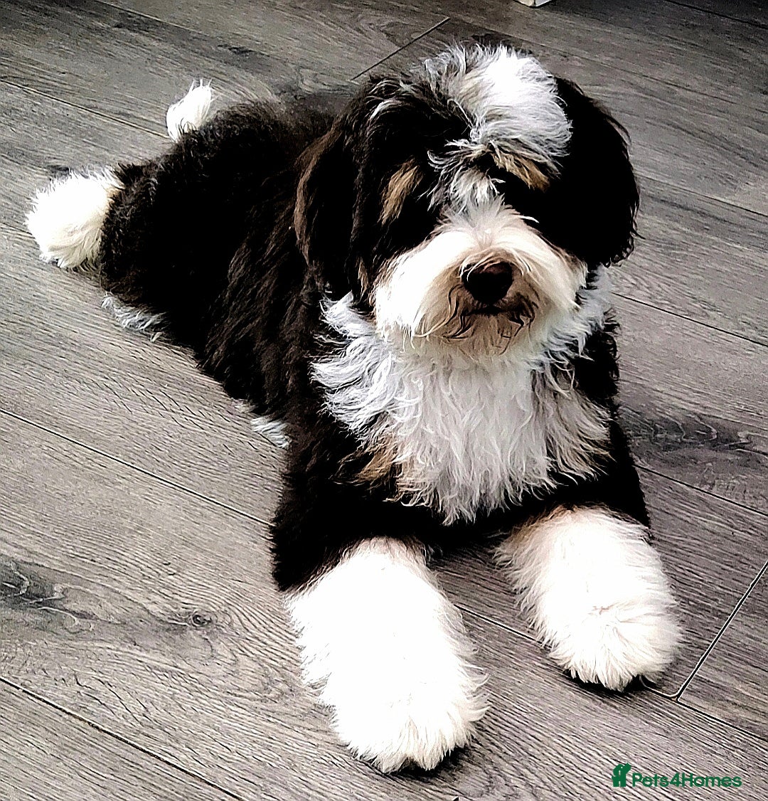 Bernese Mountain Dog Breed Standard Berner Sennenhund Bernese