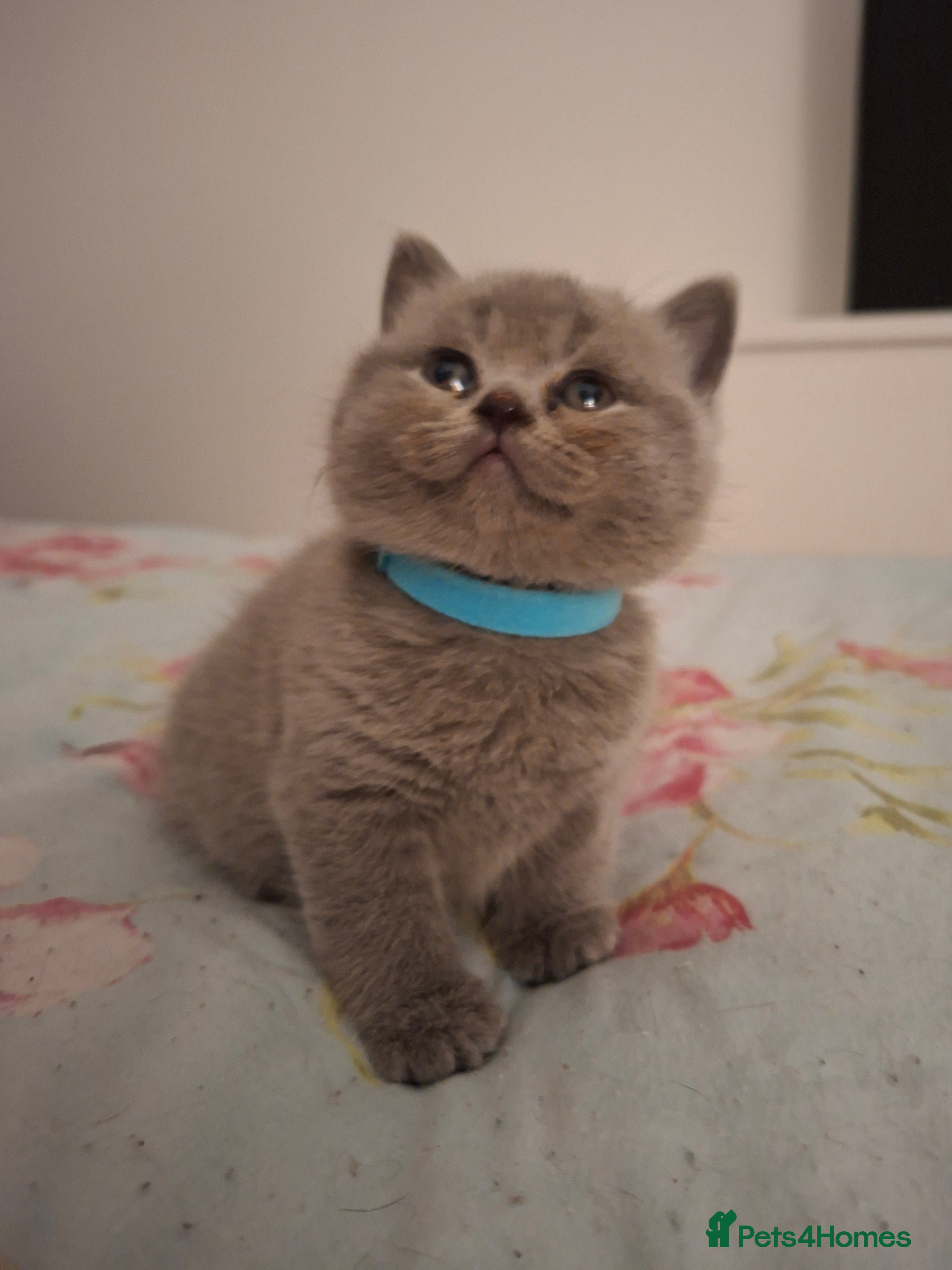 British Shorthair cats Show quality only 2 still available to reserve - Advert 7