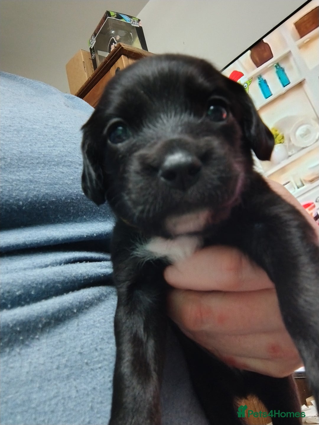Mixed Breed dogs for sale: READY!! Sprocker jack pups + free bag in Hereford - Image 15