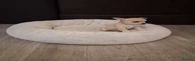 Chihuahua 1