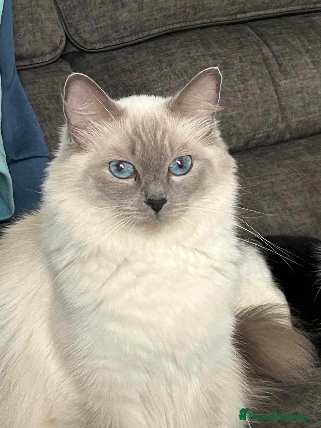Ragdoll cats for sale: Sold please contact me for future litters.  😻 - Image 10