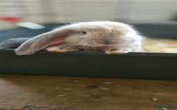 French Lop rabbits for sale: Beautiful French Lop Bunnies - Image 29