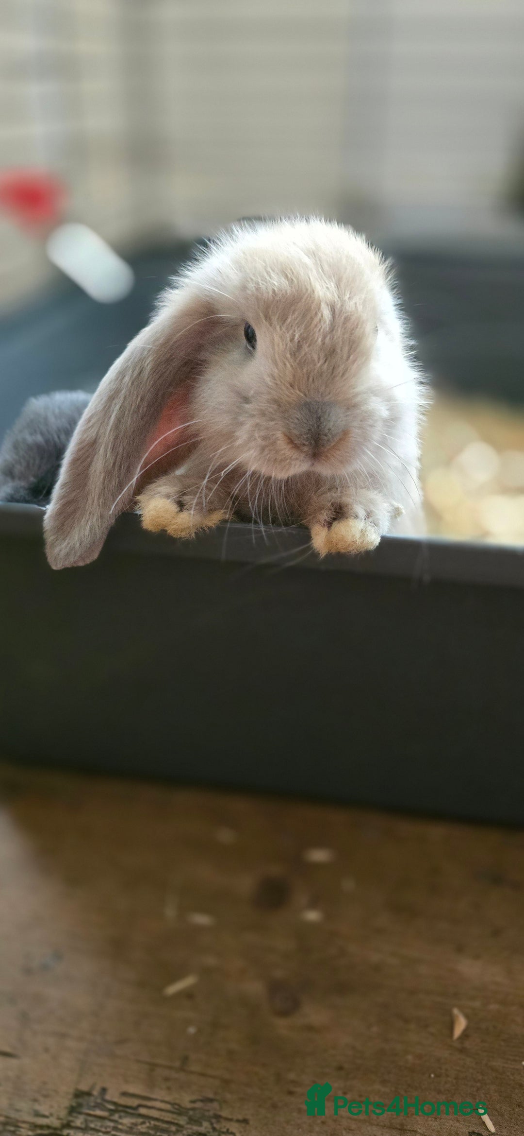 French Lop rabbits for sale: Beautiful French Lop Bunnies - Image 29