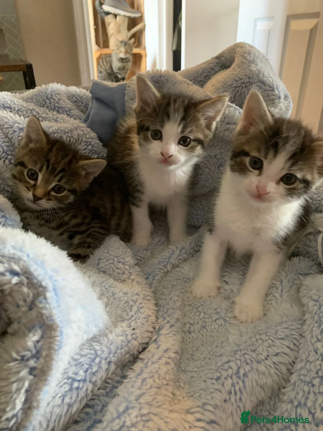 Mixed Breed cats for sale: 2 white and tabby boys  - Advert 2