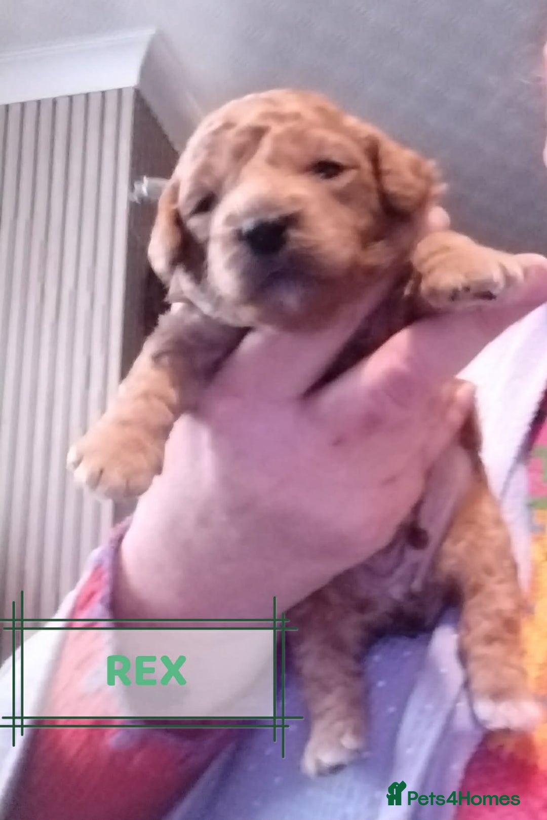 Mixed Breed dogs for sale: Adorable Maltipoo/Cockapoo Puppies - Advert 11