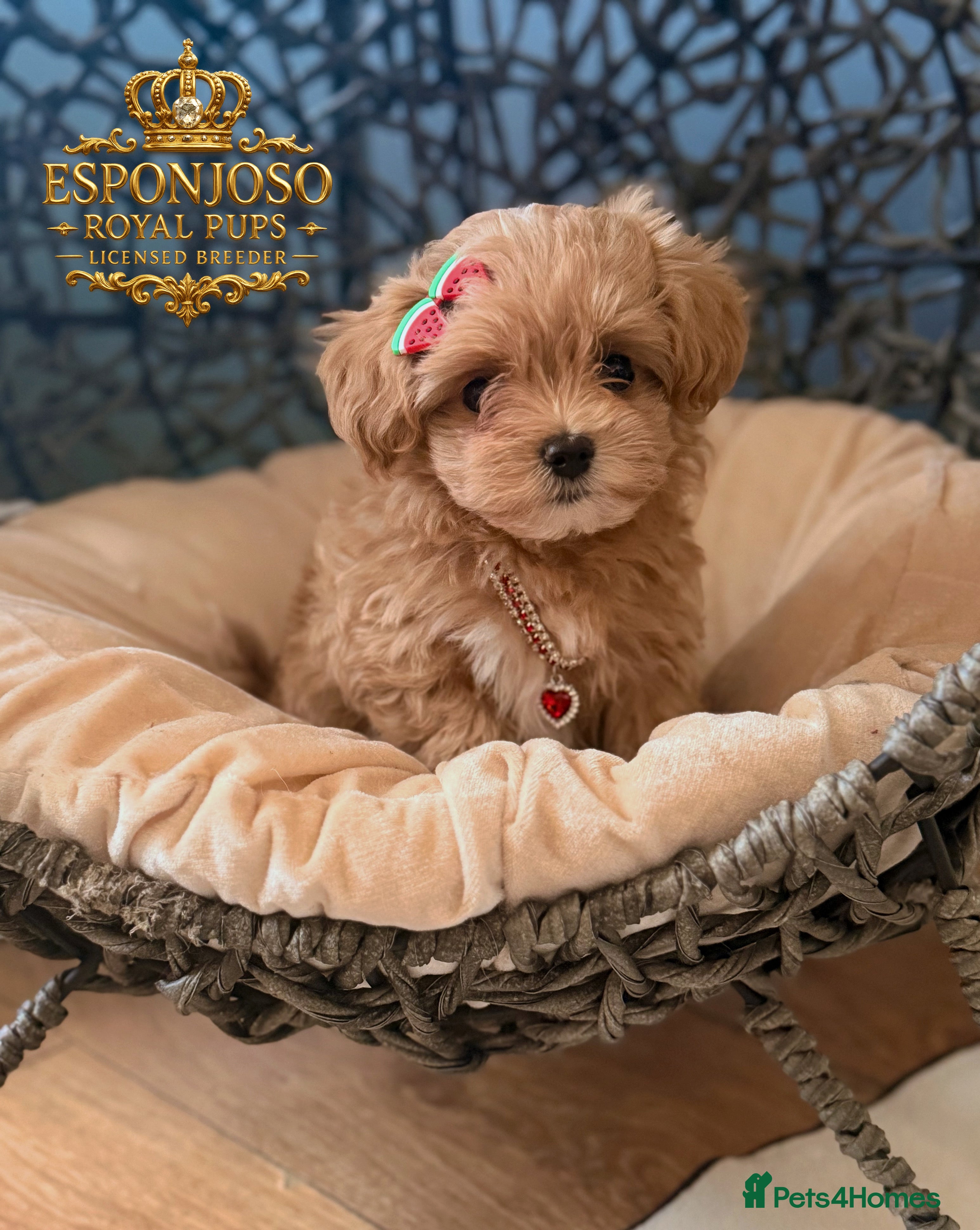 Maltipoo dogs 👑 One in a Million F1 Asian Maltipoo – READY 👑 - Advert 9