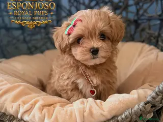 Maltipoo dogs 👑 One in a Million F1 Asian Maltipoo – READY 👑 - Advert 9