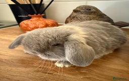 Mini Lop rabbits for sale: Pure mini lops  - Image 3