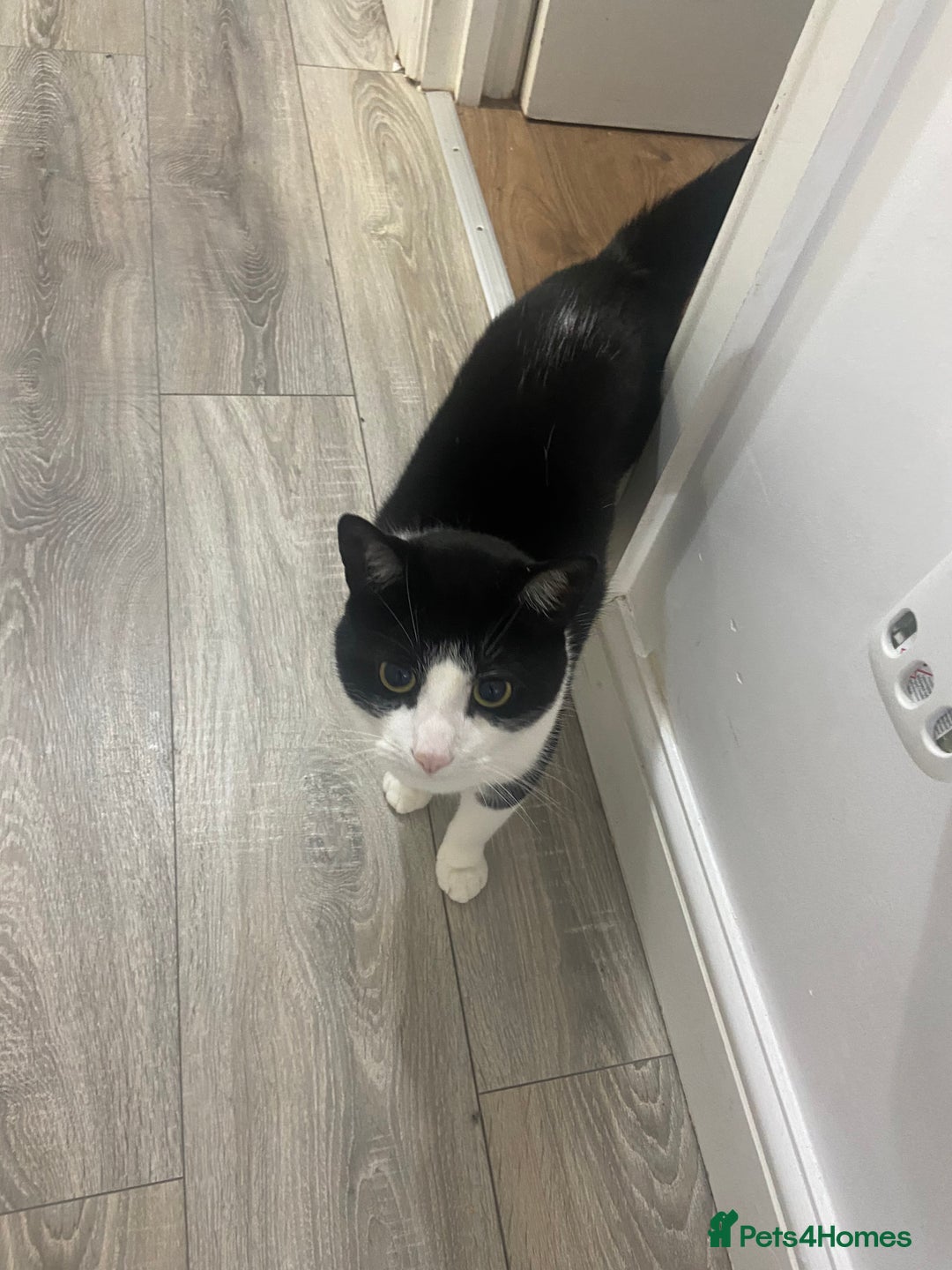 Domestic Shorthair cats for sale: Black and white cat well tammed  - Image 3