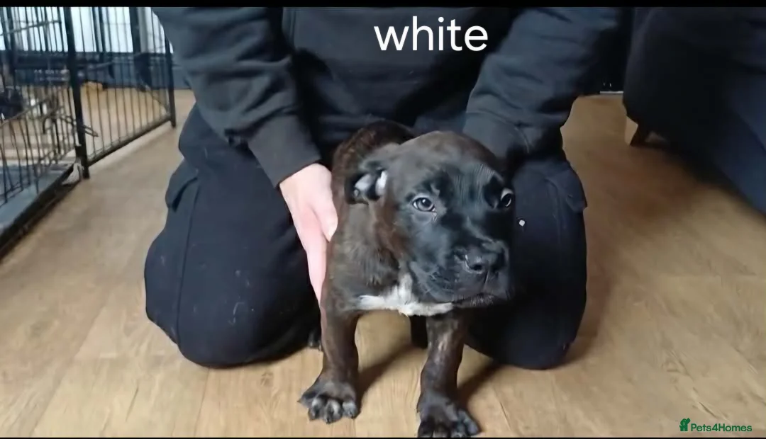 Mixed Breed dogs for sale: 3 PUPS LEFT READY TO LEAVE. - Advert 2