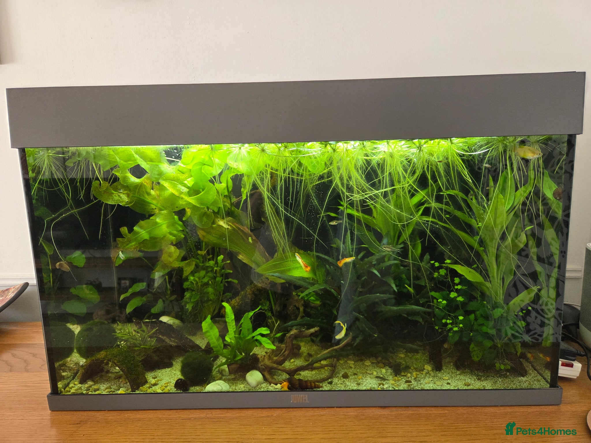 Other/Mixed Breed fish Full tank set up - Advert 1
