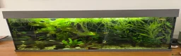 Other/Mixed Breed fish for sale: Full tank set up in Devizes - Advert 1