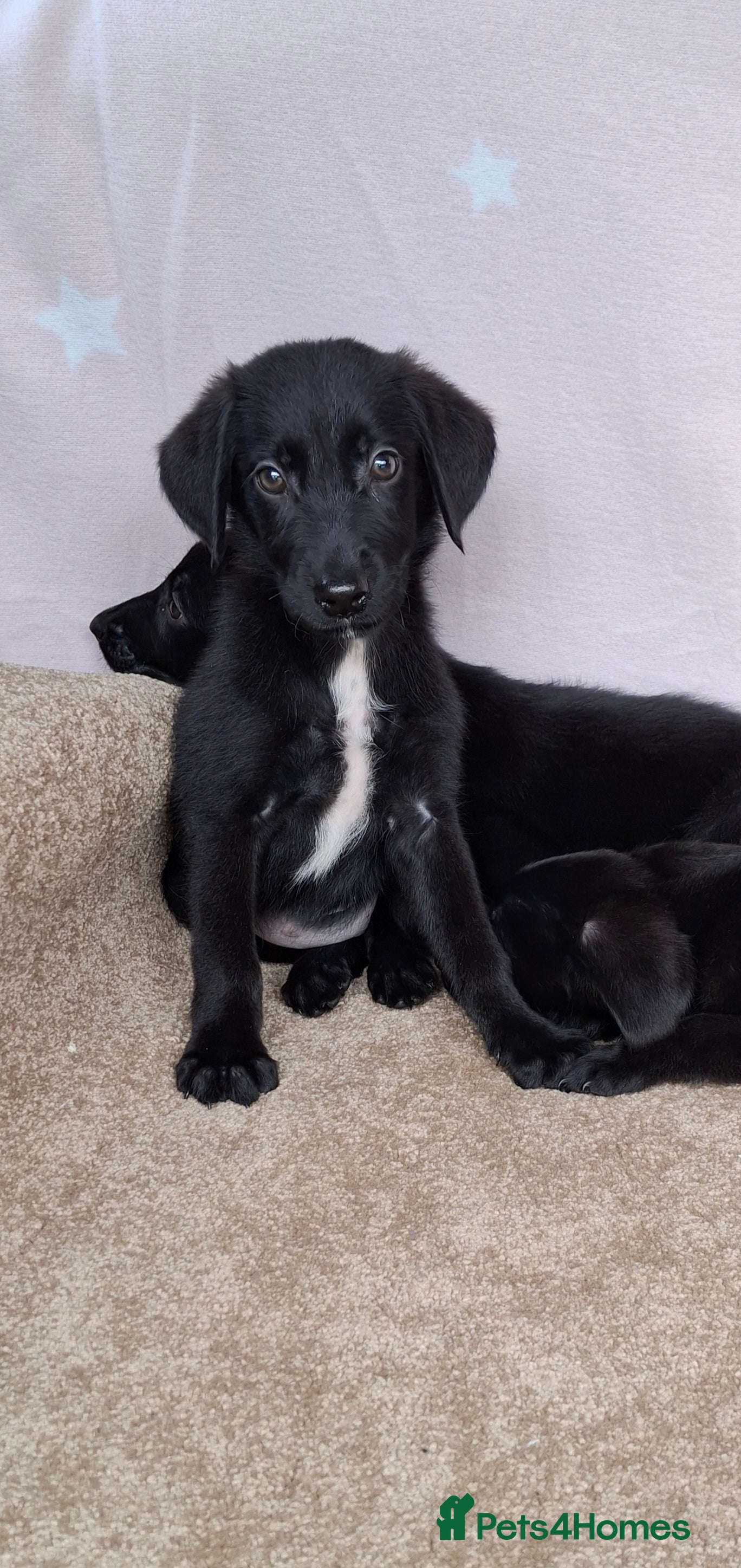 Mixed Breed dogs Flatcoated retriever x border collie puppies - Advert 2