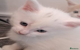 Maine Coon cats for sale: Pure Maine coons fully vaccinated and chipped  - Image 14
