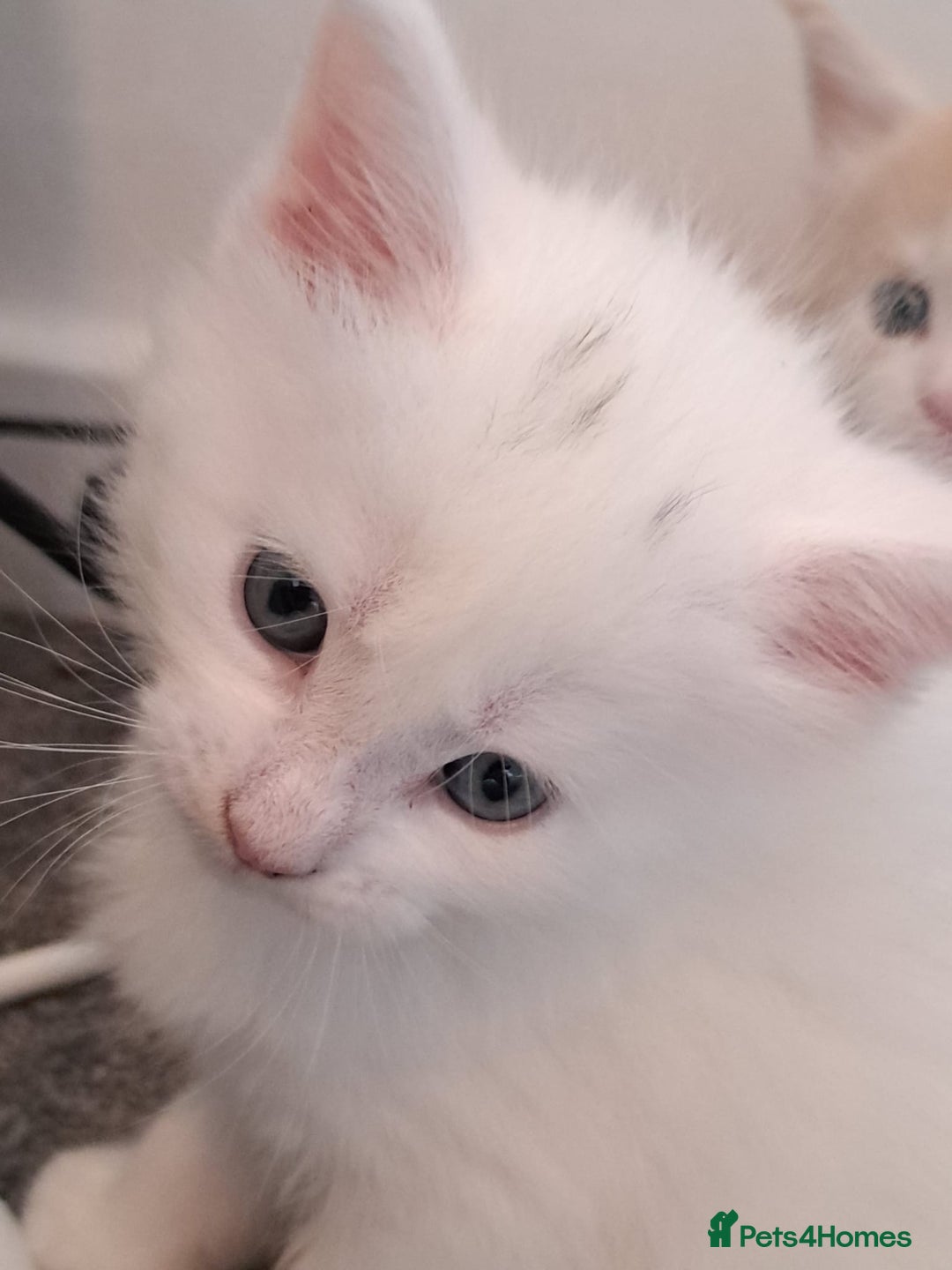 Maine Coon cats for sale: Pure Maine coons fully vaccinated and chipped  - Image 14
