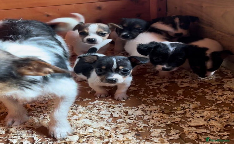 Jack Russell dogs - Advert 13