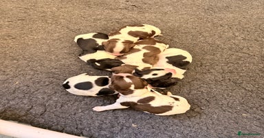 Sprocker dogs - Advert 6