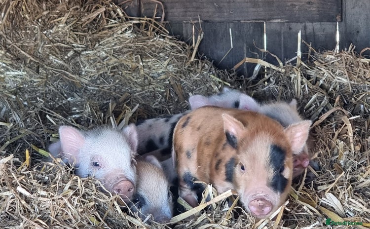 Pig livestock for sale - Advert 2