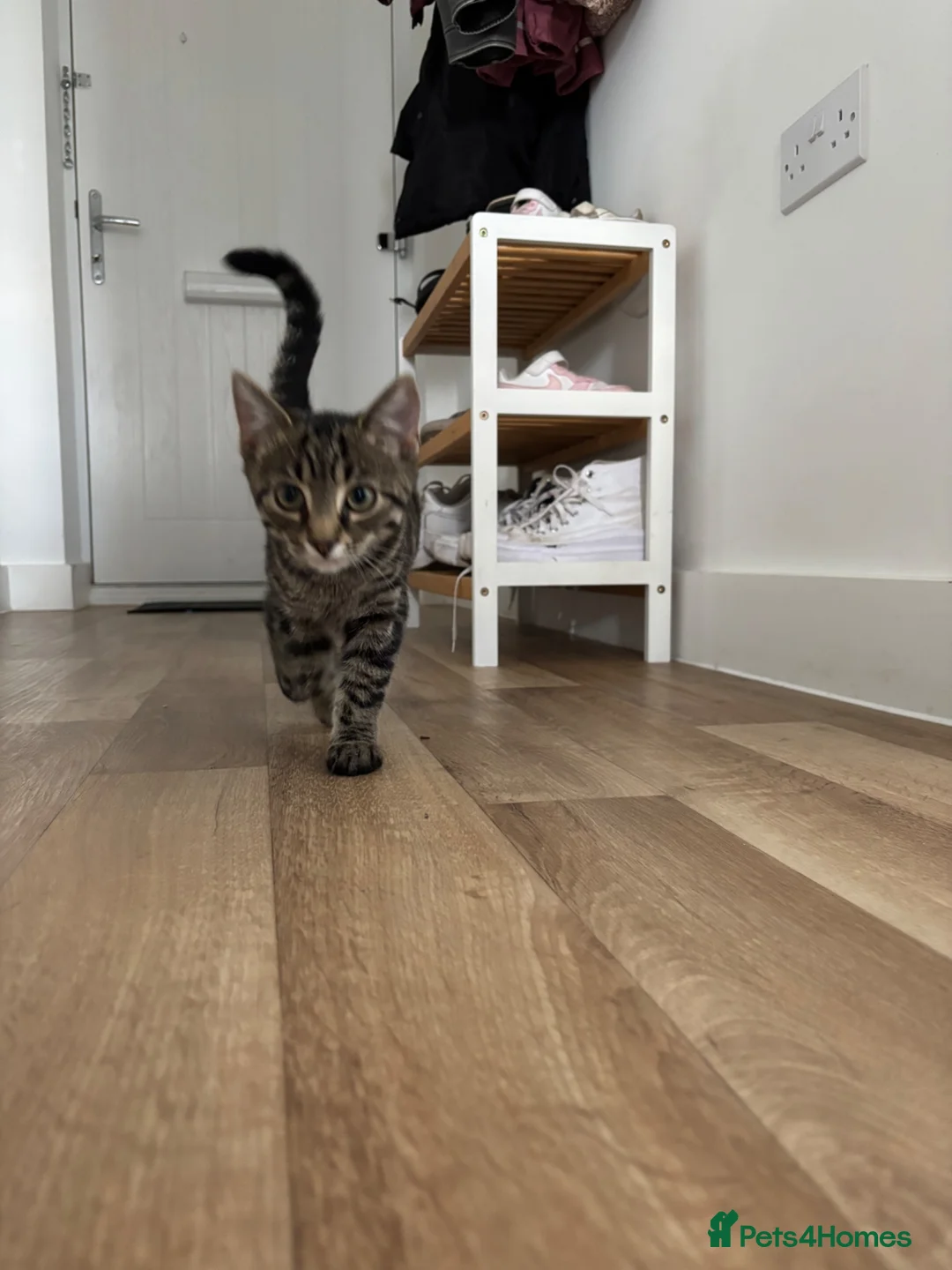 Mixed Breed cats for sale: Maine coon mixed  - Advert 5