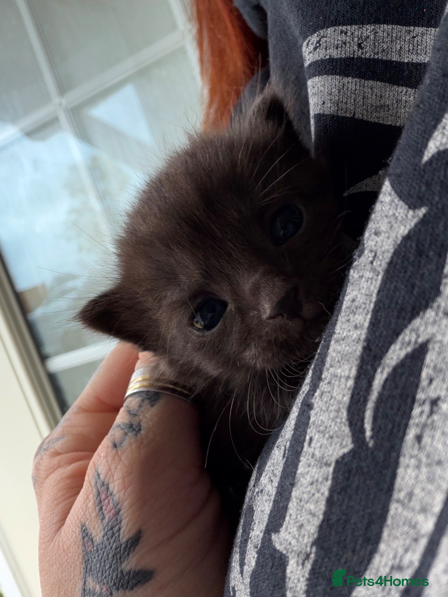 Mixed Breed cats for sale: 1 beautiful female kitten for sale  - Advert 17